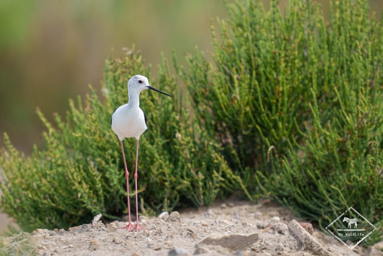 Echasse blanche, delta de l’Èbre