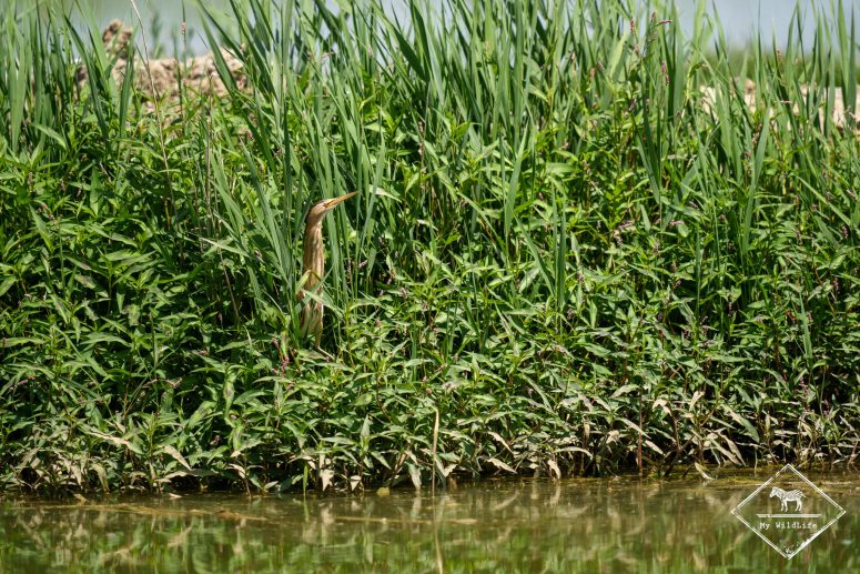 Blongios nain, delta de l’Èbre