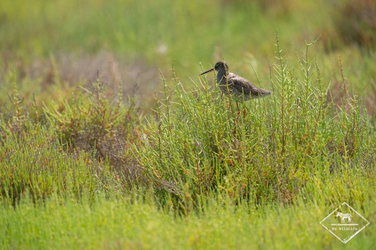 Chevalier gambette, delta de l’Èbre