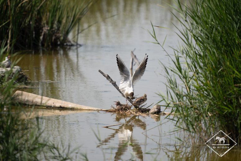 Mouette rieuse, delta de l’Èbre