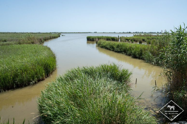 Etang de l’encanyissada, Delta de l'Ebre