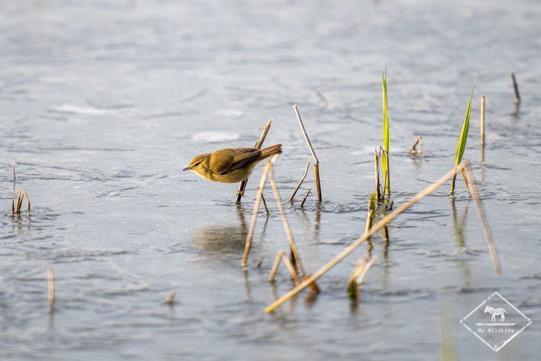 Pouillot fitis, Station de lagunage de Rochefort