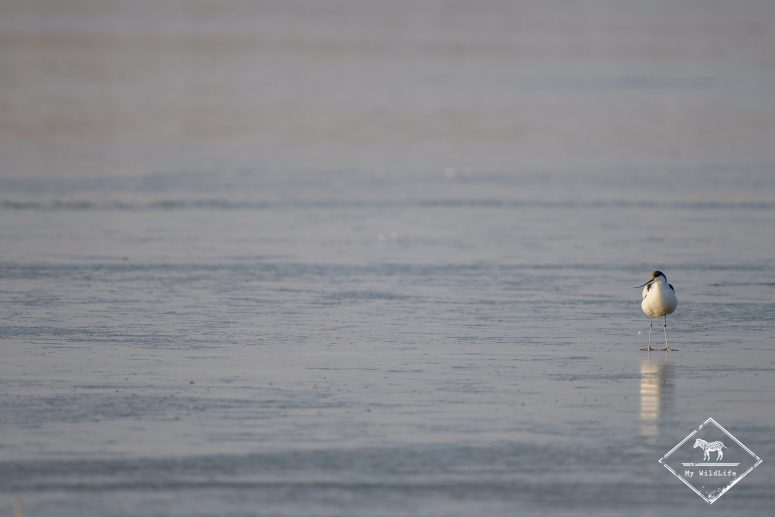 Avocette élégante sur la glace, Station de lagunage de Rochefort