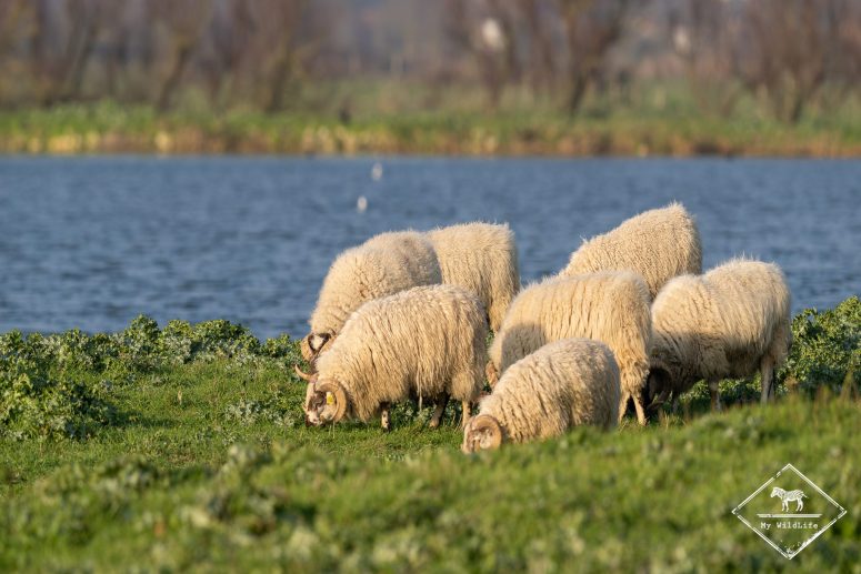 Moutons pour entretenir les abords des lagune, Station de lagunage de Rochefort