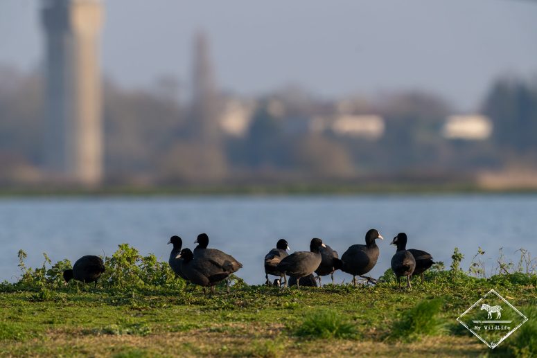 Foulques macroules, Station de lagunage de Rochefort
