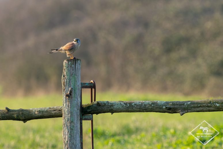 Faucon crécerelle, Station de lagunage de Rochefort