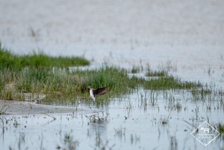 Chevalier cul-blanc, Station de lagunage de Rochefort