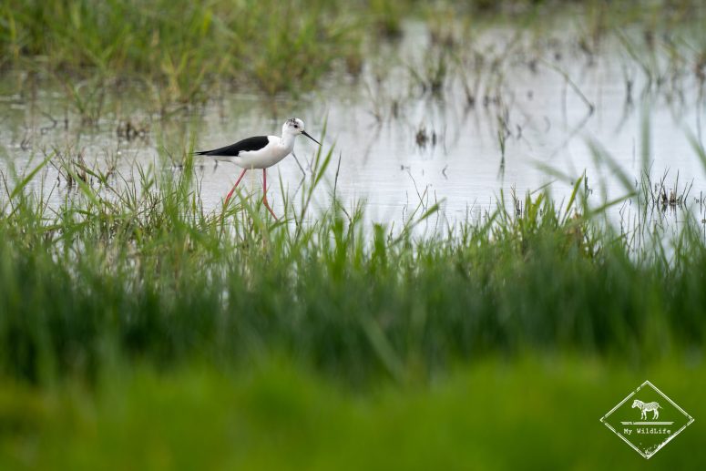Echasse blanche, Station de lagunage de Rochefort