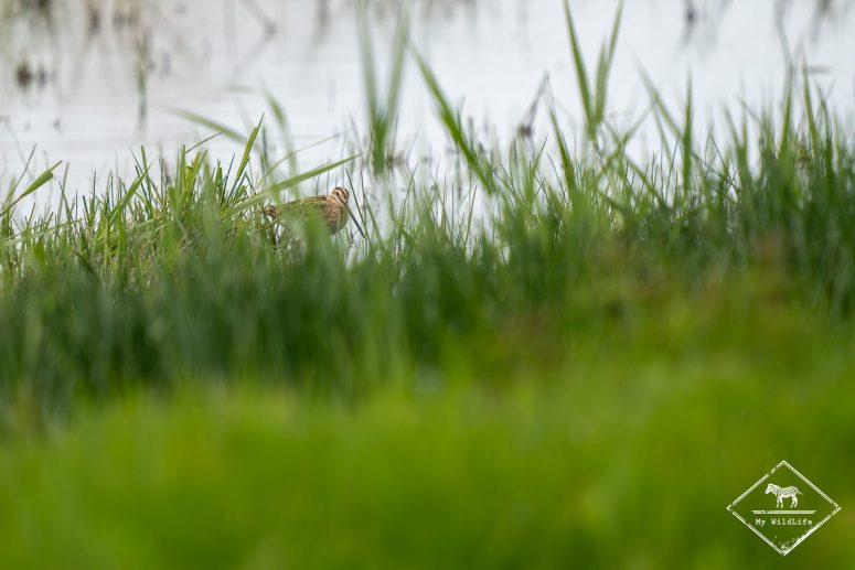 Bécassine des marais, Station de lagunage de Rochefort