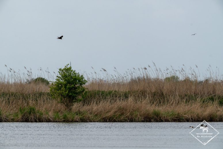 Busard des roseaux, Station de lagunage de Rochefort
