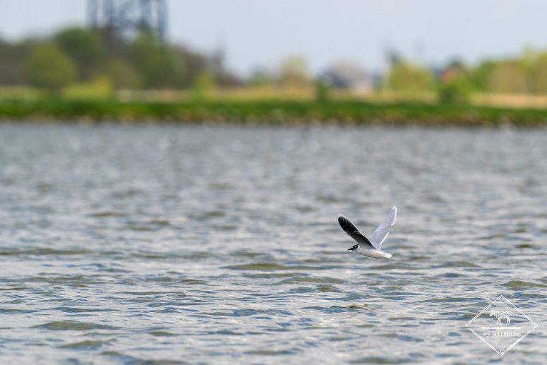 Mouette pygmée, Station de lagunage de Rochefort