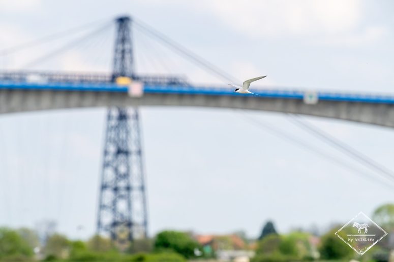 Sterne Pierregarin, Station de lagunage de Rochefort