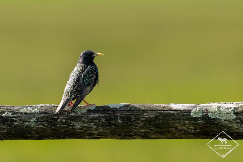 Etourneau sansonnet, Station de lagunage de Rochefort