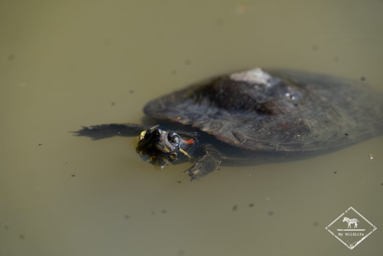 Tortue de Floride, espèce invasive, Marais aux Oiseaux de l'île d'Oléron