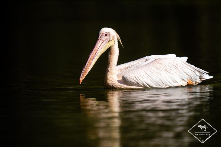 Pélican blanc, Marais aux Oiseaux de l'île d'Oléron