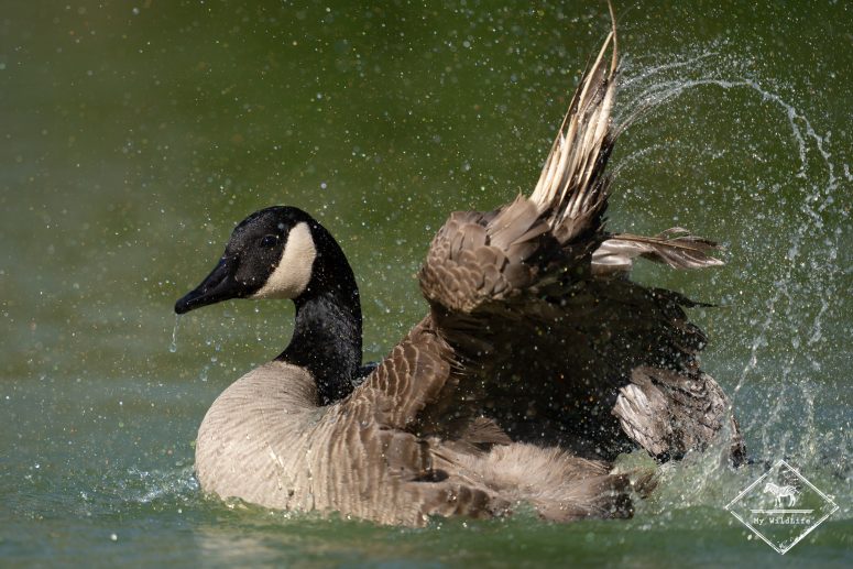 Bernache du Canada à la toilette, Marais aux Oiseaux de l'île d'Oléron