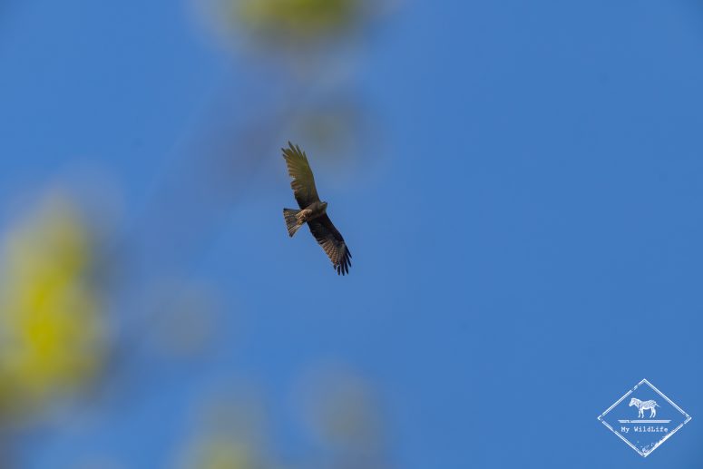 Milan noir, Marais aux Oiseaux de l'île d'Oléron