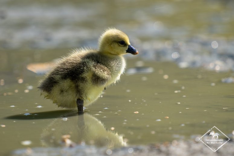 Poussin d'oie, Marais aux Oiseaux de l'île d'Oléron