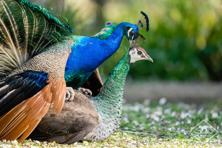 Accouplement de Paons bleus, Marais aux Oiseaux de l'île d'Oléron