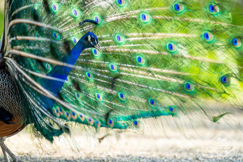 Paon bleu, Marais aux Oiseaux de l'île d'Oléron