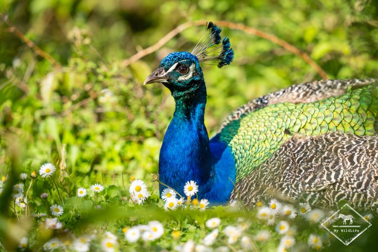 Paon bleu, Marais aux Oiseaux de l'île d'Oléron