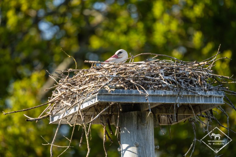 Cigogne blanche, Marais aux Oiseaux de l'île d'Oléron