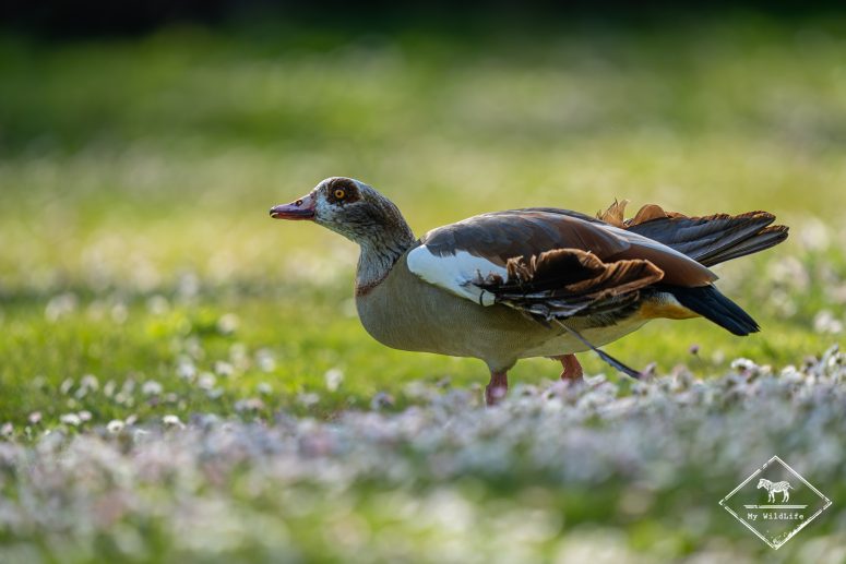 Ouette d'Egypte, Marais aux Oiseaux de l'île d'Oléron