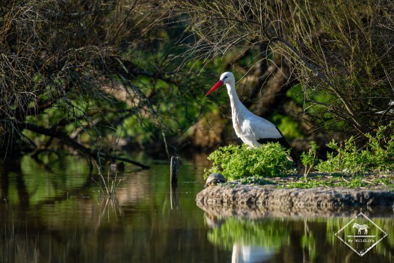 Cigogne blanche, Marais aux Oiseaux de l'île d'Oléron