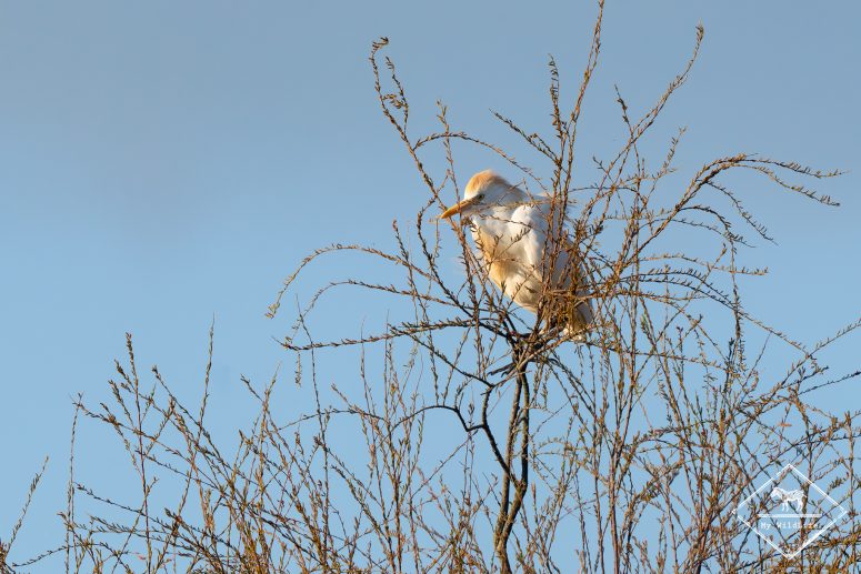 Héron garde-boeufs, Marais aux Oiseaux de l'île d'Oléron