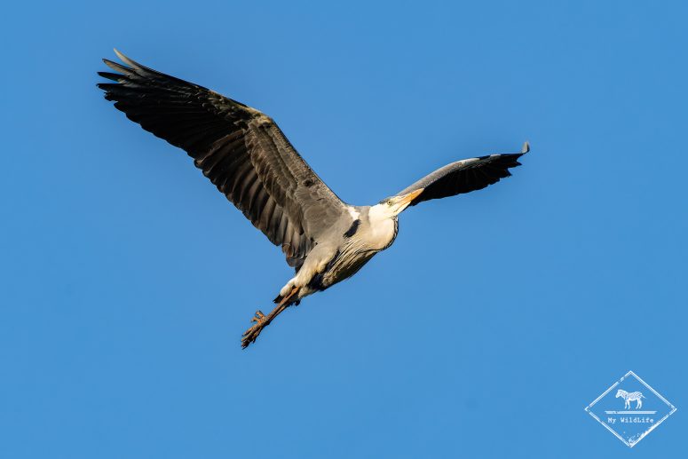 Héron cendré, Marais aux Oiseaux de l'île d'Oléron