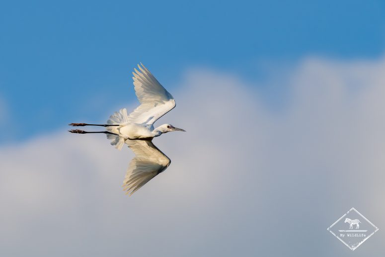 Aigrette garzette, Marais aux Oiseaux de l'île d'Oléron
