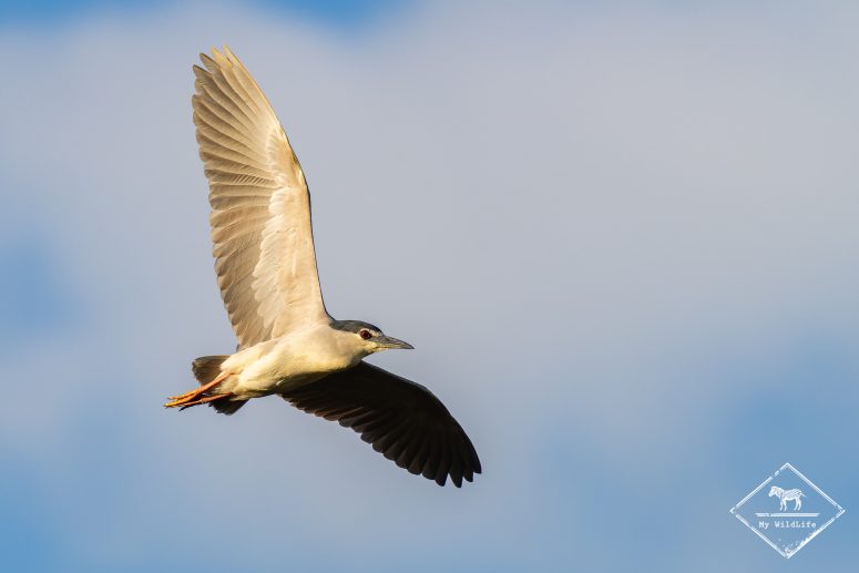 Bihoreau gris, Marais aux Oiseaux de l'île d'Oléron