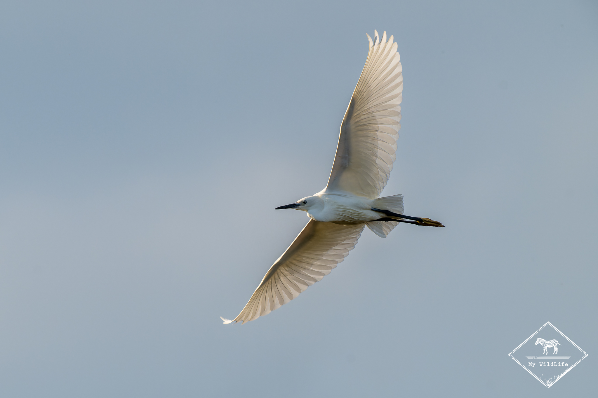 maraisauxoiseaux gregoryrohart a1 2030 arw dxo deepprimexd