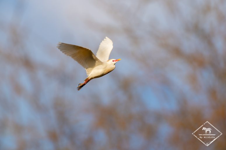 Héron garde-boeufs, Marais aux Oiseaux de l'île d'Oléron