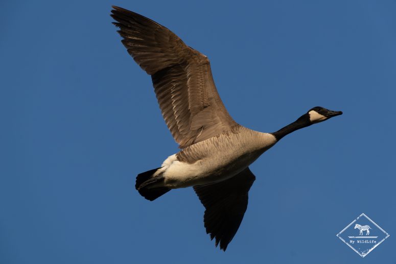 Bernache du Canada, Marais aux Oiseaux de l'île d'Oléron