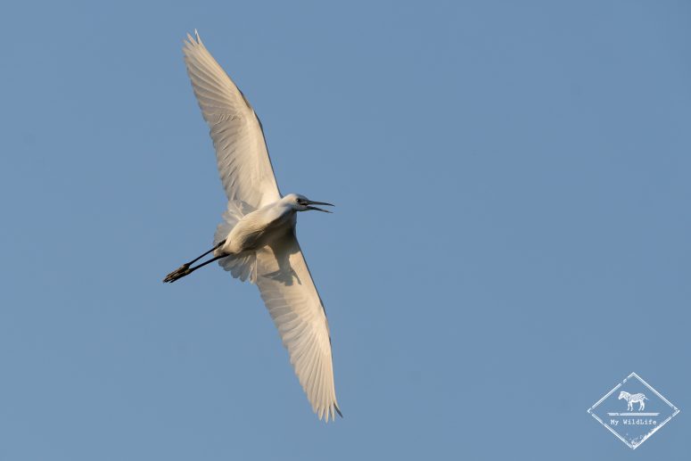 Aigrette garzette, Marais aux oiseaux