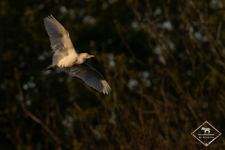 Héron garde-boeufs, Marais aux Oiseaux de l'île d'Oléron