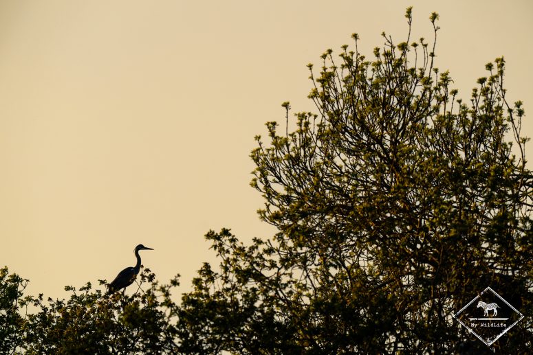 Héronnière, Marais aux Oiseaux de l'île d'Oléron