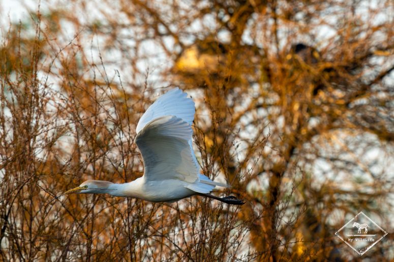 Héron garde-boeufs, Marais aux Oiseaux de l'île d'Oléron
