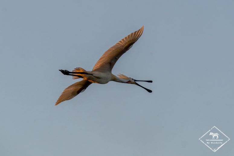 Spatule blanche, Marais aux Oiseaux de l'île d'Oléron