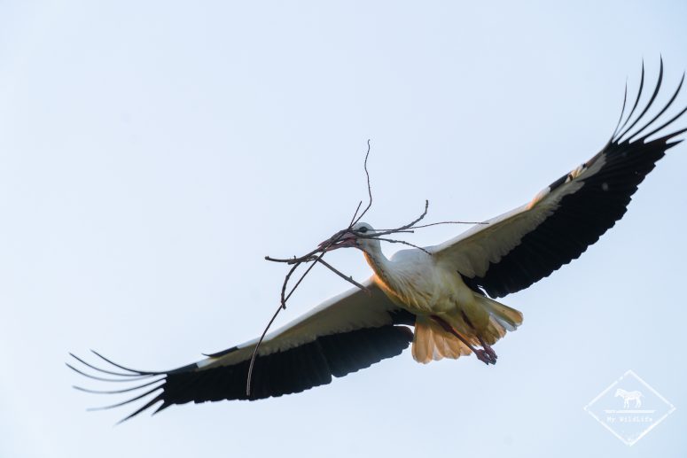 Cigogne blanche, Marais aux Oiseaux de l'île d'Oléron