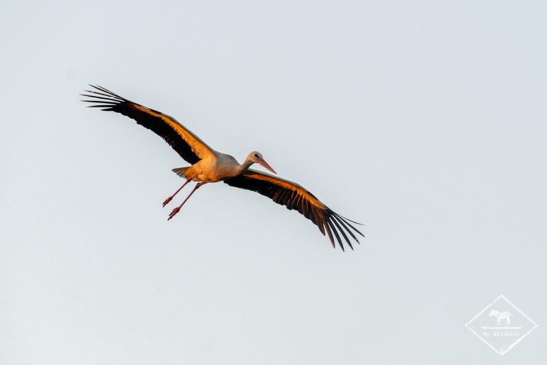 Cigogne blanche, Marais aux Oiseaux de l'île d'Oléron