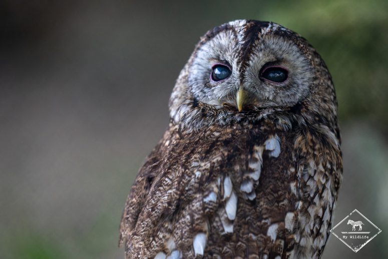 Chouette hulotte, Marais aux Oiseaux de l'île d'Oléron
