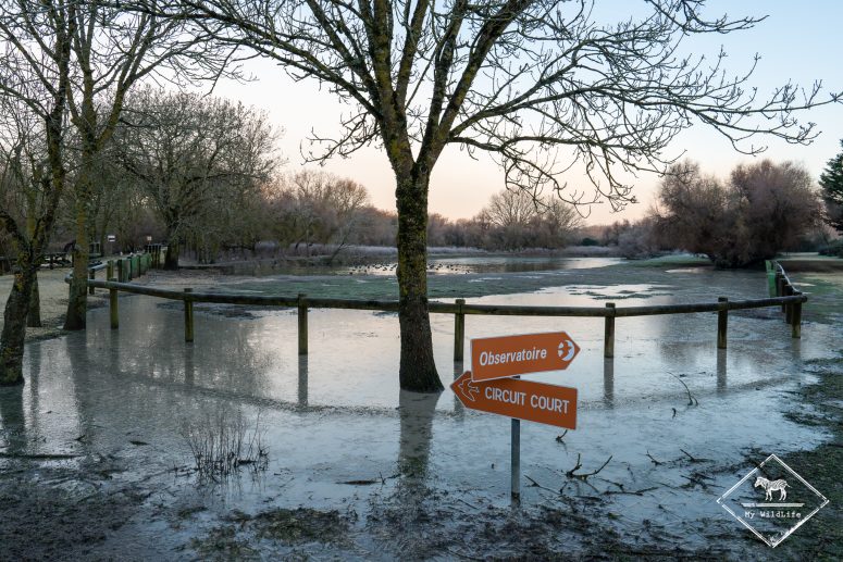 Marais aux Oiseaux de l'île d'Oléron