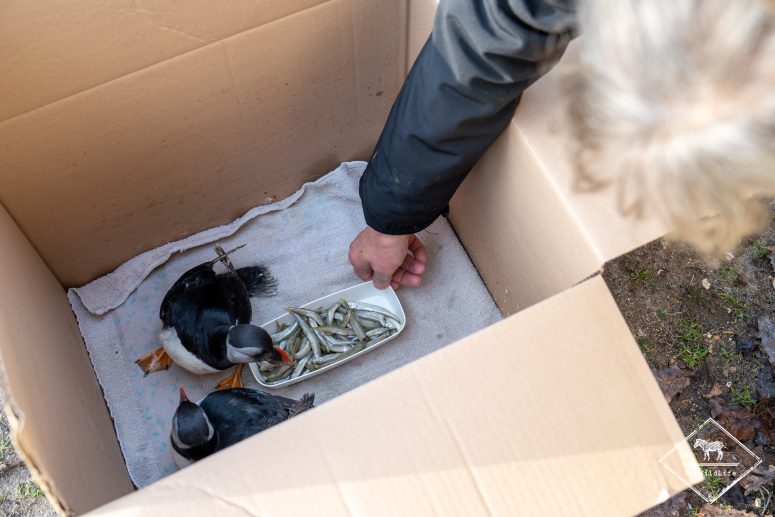 Accueil de deux macareux moine, centre de Sauvegarde du marais aux Oiseaux