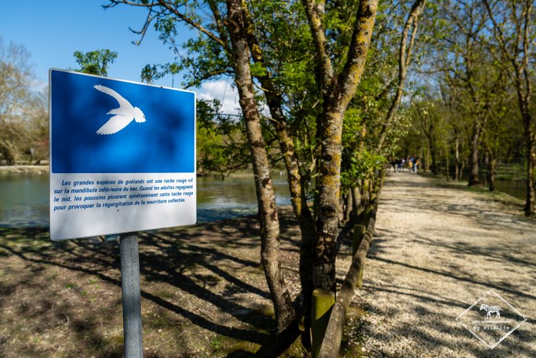 Marais aux oiseaux, île d'Oléron