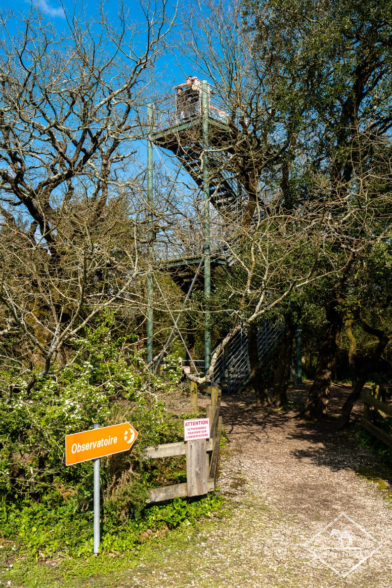 Observatoire, Marais aux Oiseaux de l'île d'Oléron