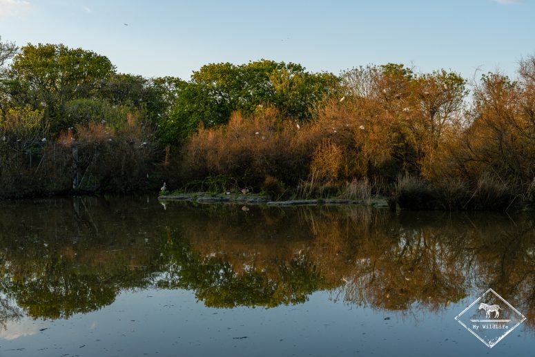 Héronnière, Marais aux Oiseaux de l'île d'Oléron