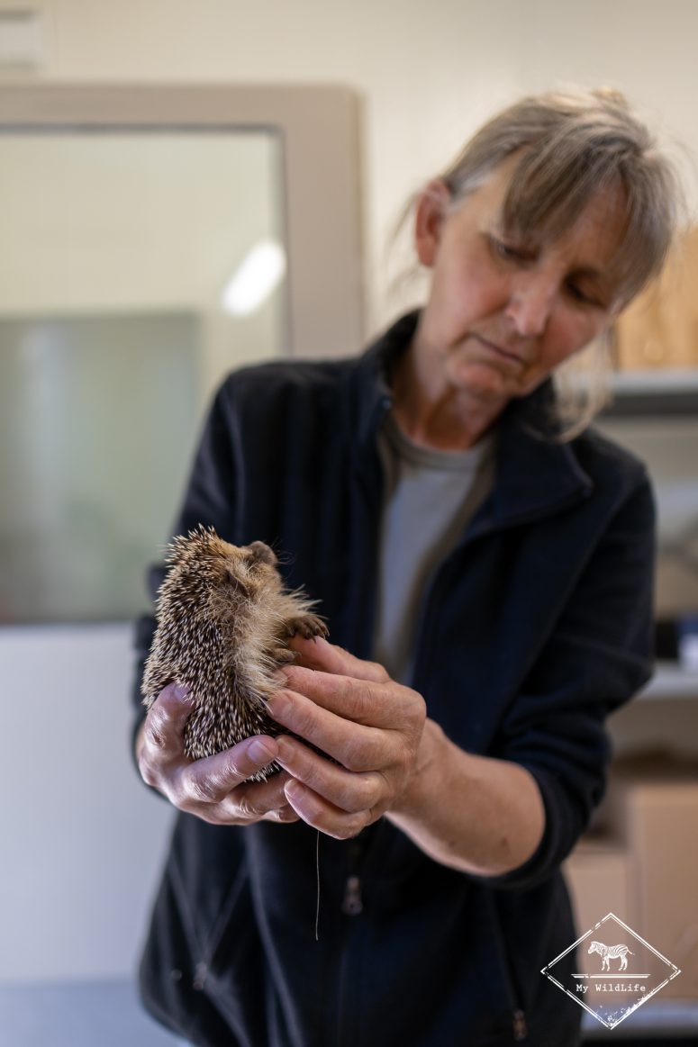 Accueil d'un hérisson d'Europe, centre de Sauvegarde du marais aux Oiseaux