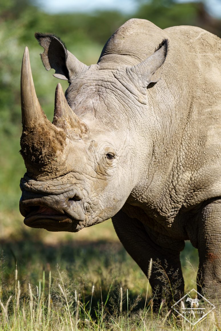 Rhinocéros blanc, Okonjima Luxuary Bush Camp